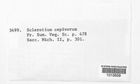 Stromatinia cepivora image